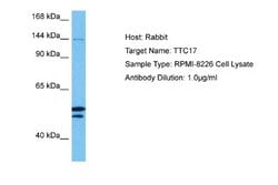 TTC17 Rabbit anti-Human, Polyclonal, Novus Biologicals 0.1 mL | Buy Online | Novus Biologicals | Fisher Scientific